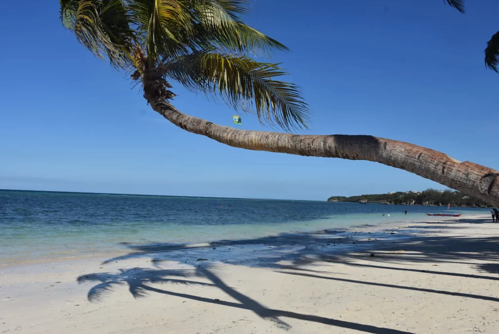 leaning tree by the Bulabog Beach Boracay