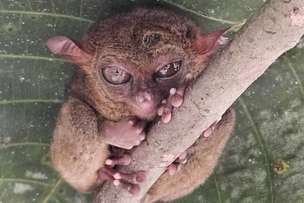 Tarsier at the Bohol Sanctuary