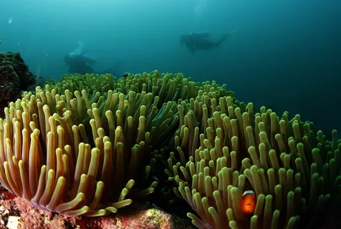 Boracay Scuba Diving Adventures: Unveiling the Ultimate Dive Sites and Insider Tips